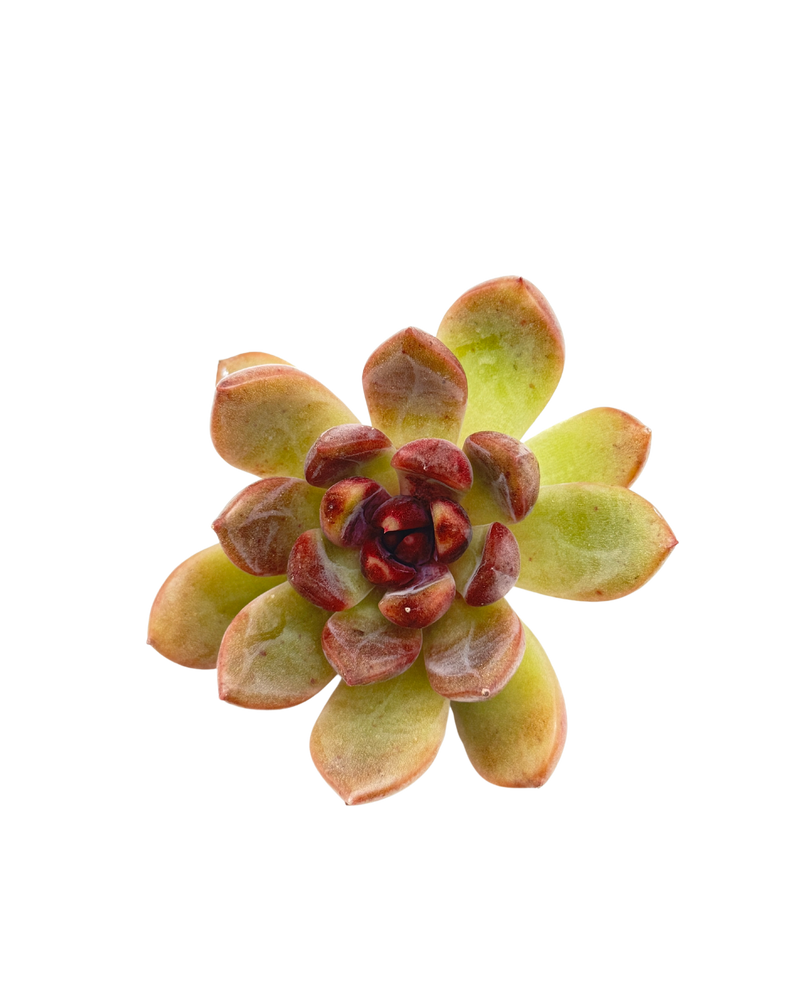 Echeveria Black Tetra