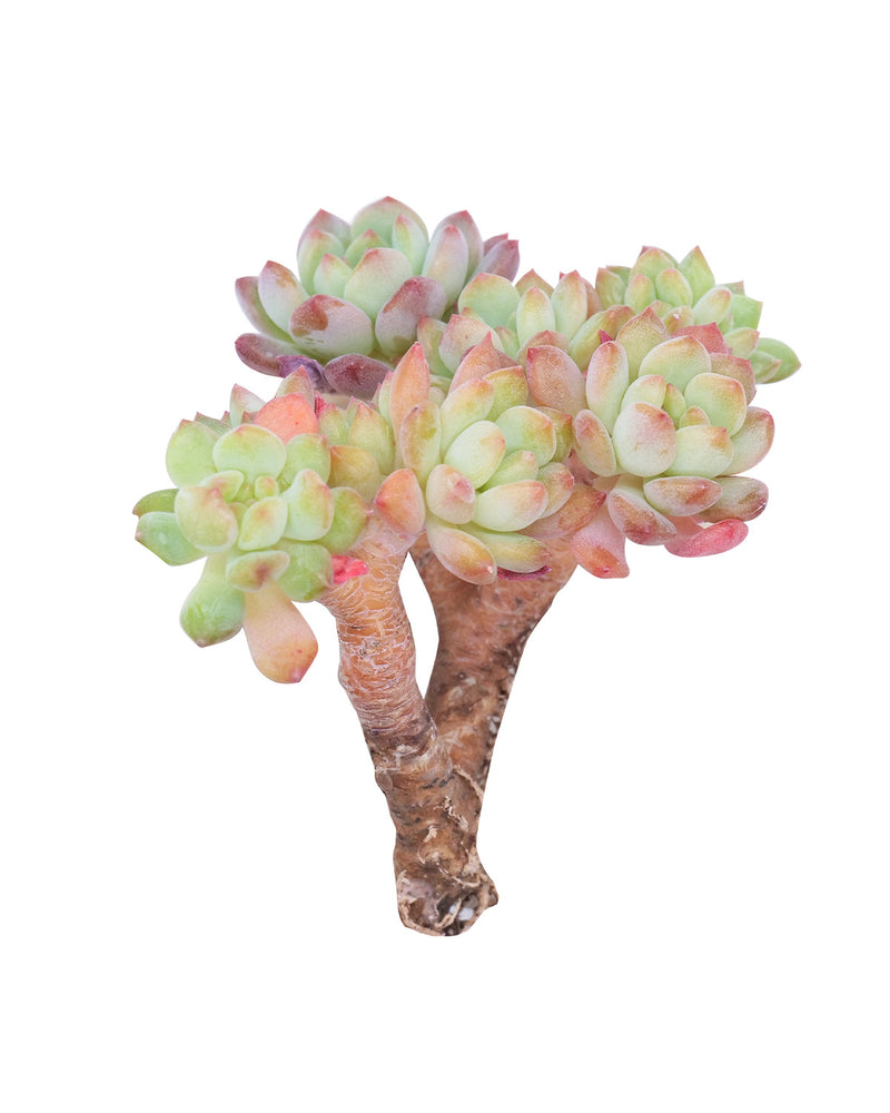 Echeveria Blue Elf