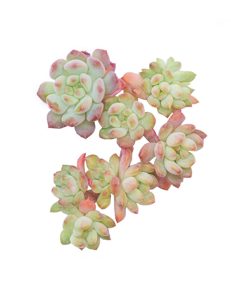 Echeveria Blue Elf Cristata