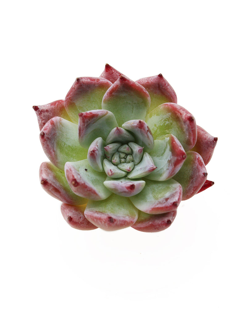 Echeveria Brandi