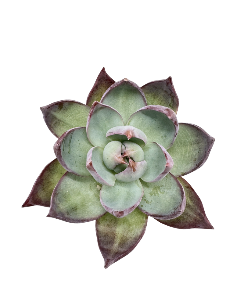 Echeveria Casio