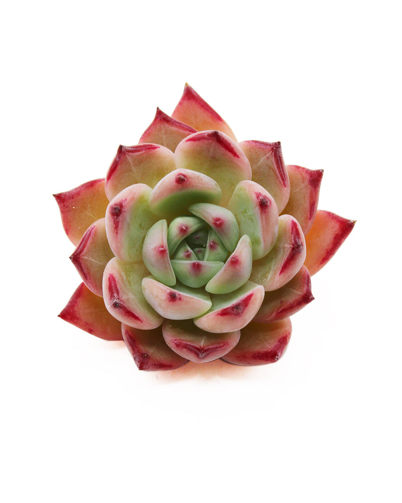 Echeveria Colorabin