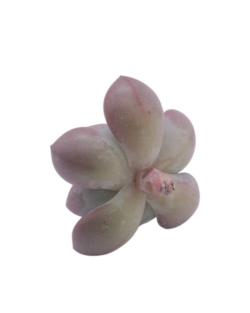 Echeveria Demian