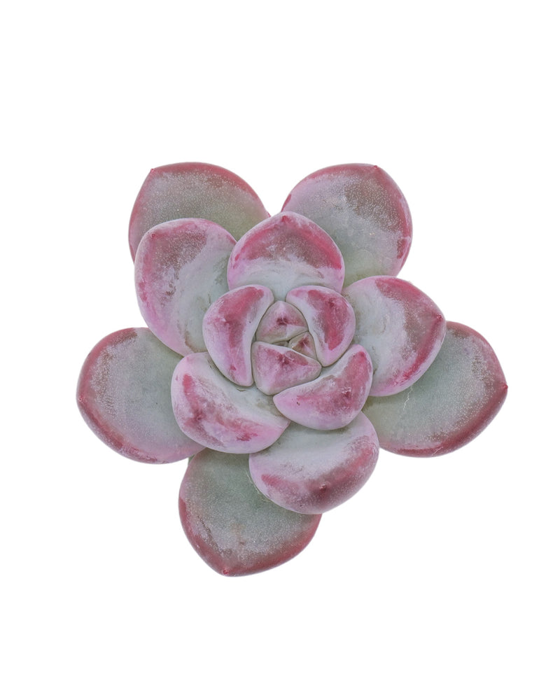 Echeveria Demian