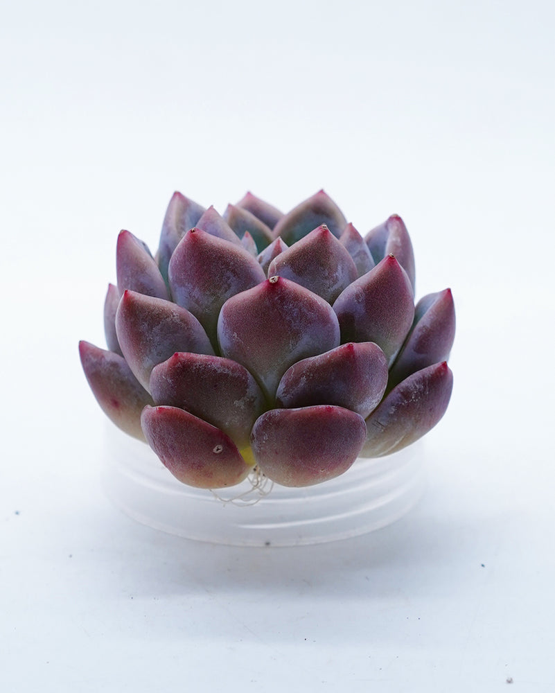 Echeveria Fantastic Anne