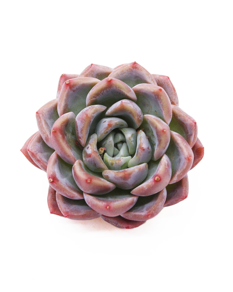 Echeveria Fantastic Anne