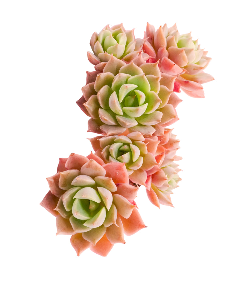 Echeveria Halbingeri (cluster)