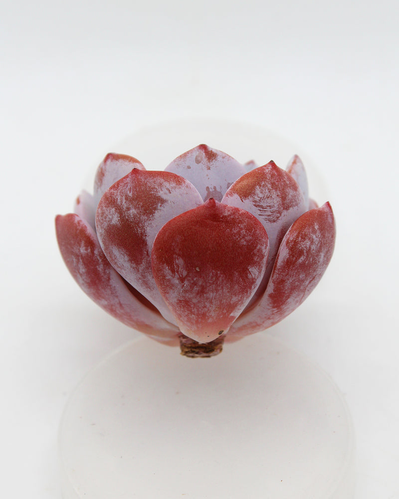 Echeveria Icy Purple