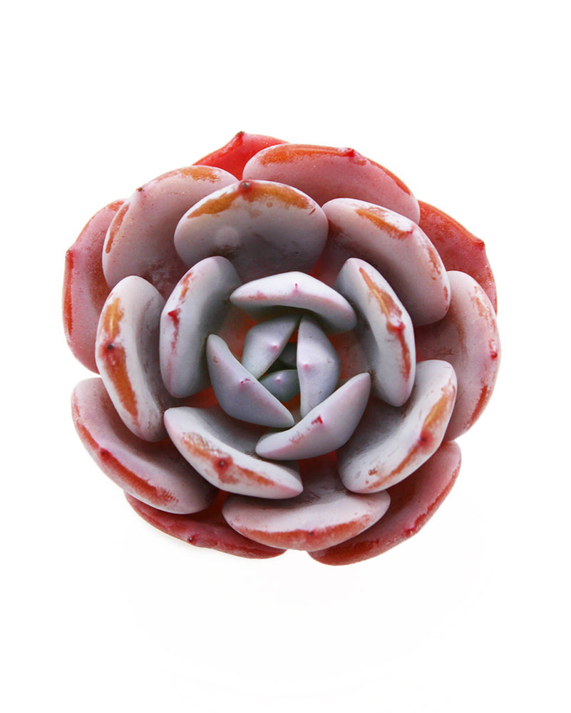 Echeveria Icy Purple