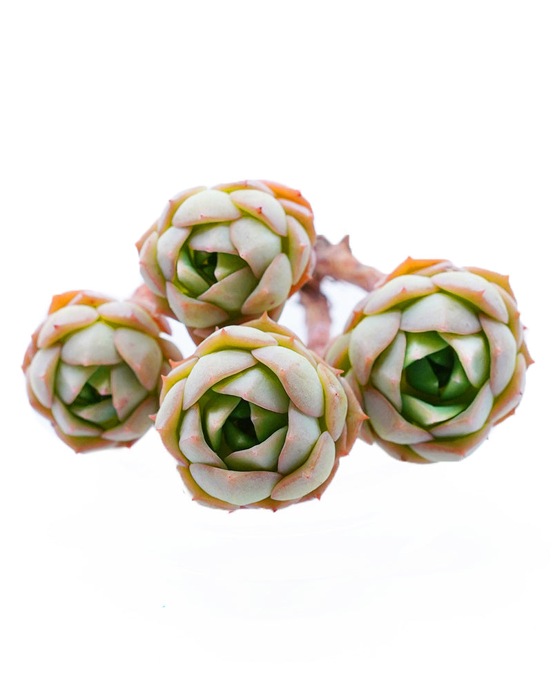 
                
                    Load image into Gallery viewer, Echeveria Ivory Queen
                
            