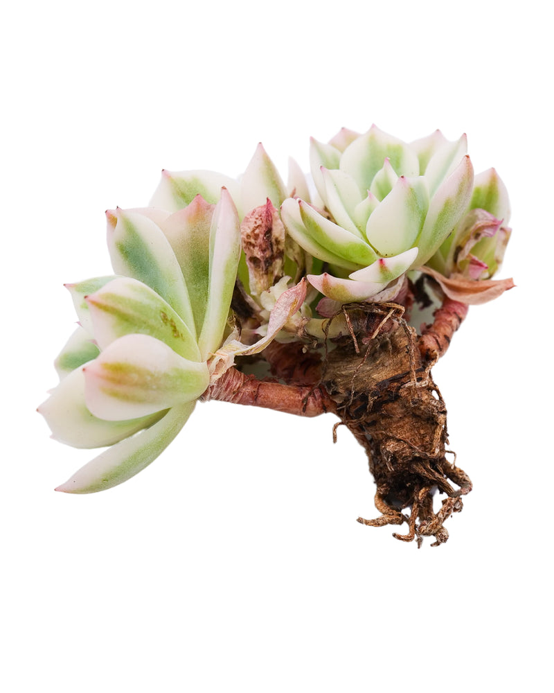 
                
                    Load image into Gallery viewer, Echeveria Lenore Dean Var. Cluster
                
            