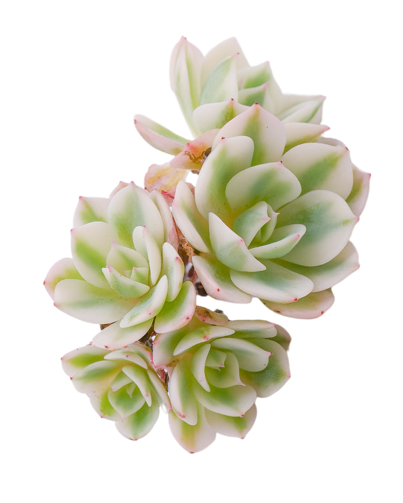 
                
                    Load image into Gallery viewer, Echeveria Lenore Dean Var. Cluster
                
            