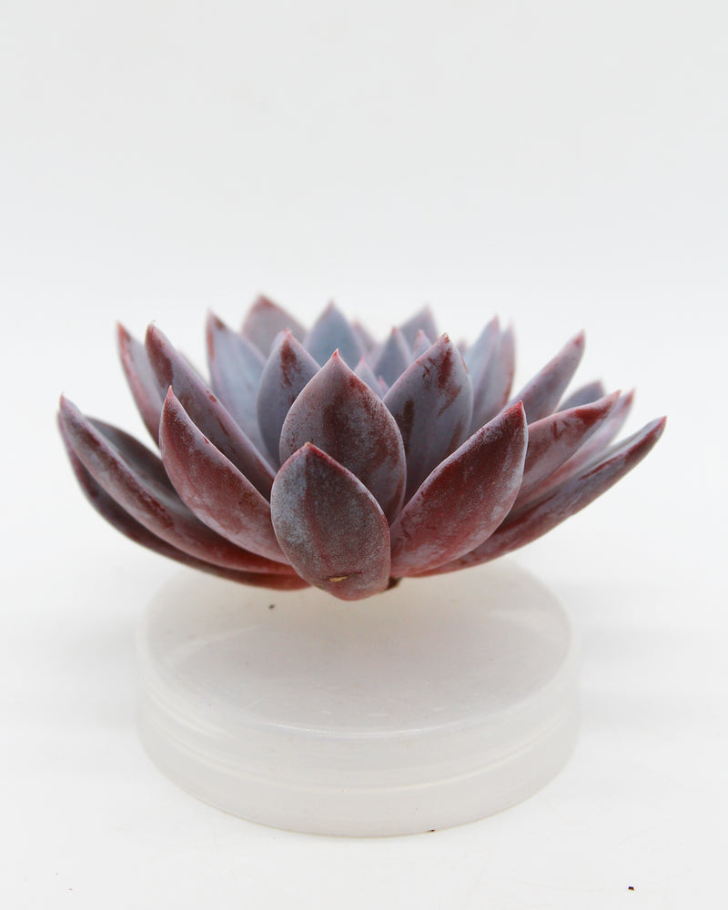 Echeveria Lulu