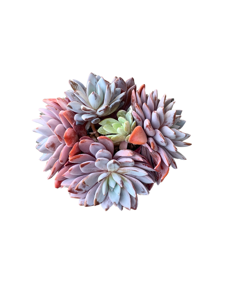 
                
                    Load image into Gallery viewer, Echeveria Lulu
                
            