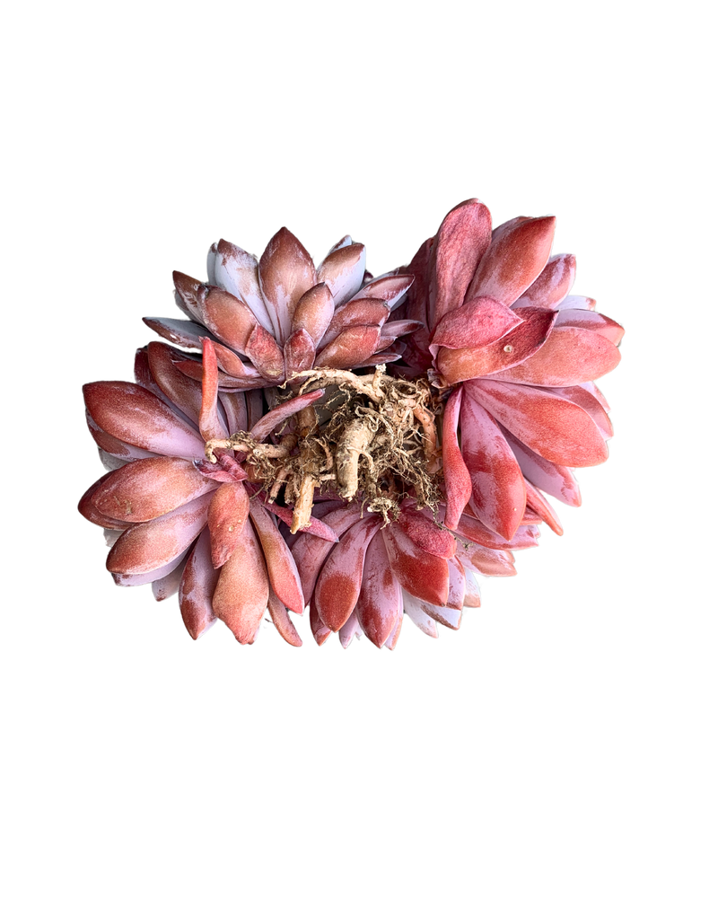 
                
                    Load image into Gallery viewer, Echeveria Lulu
                
            