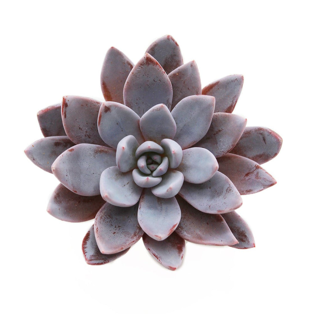 Echeveria Lulu
