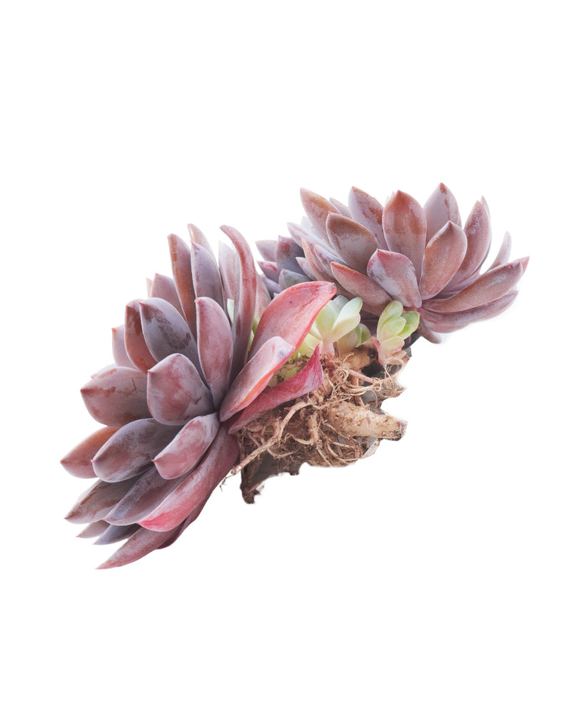 
                
                    Load image into Gallery viewer, Echeveria Lulu
                
            