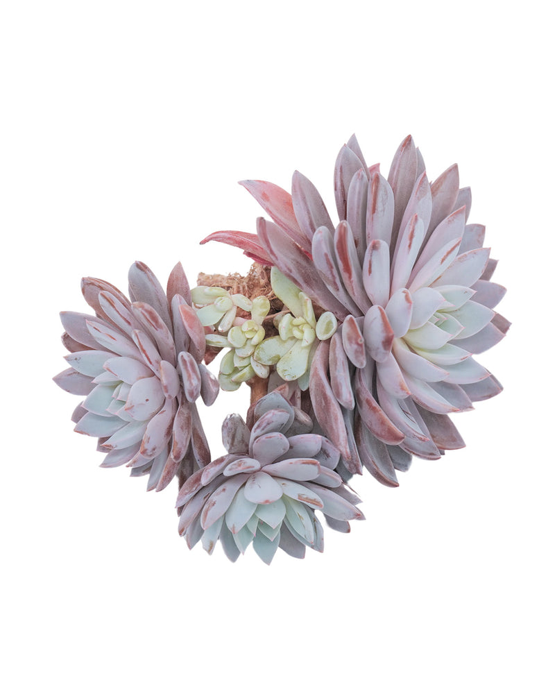 Echeveria Lulu
