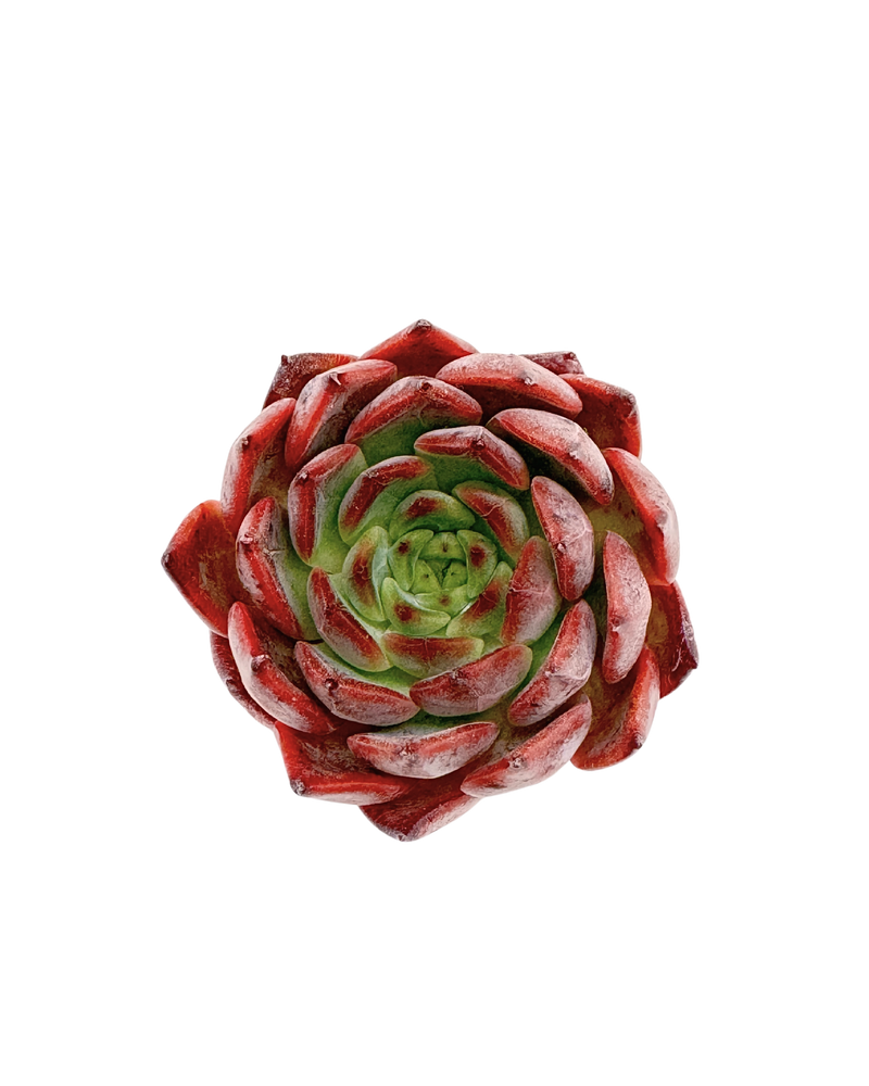 Echeveria Nomad