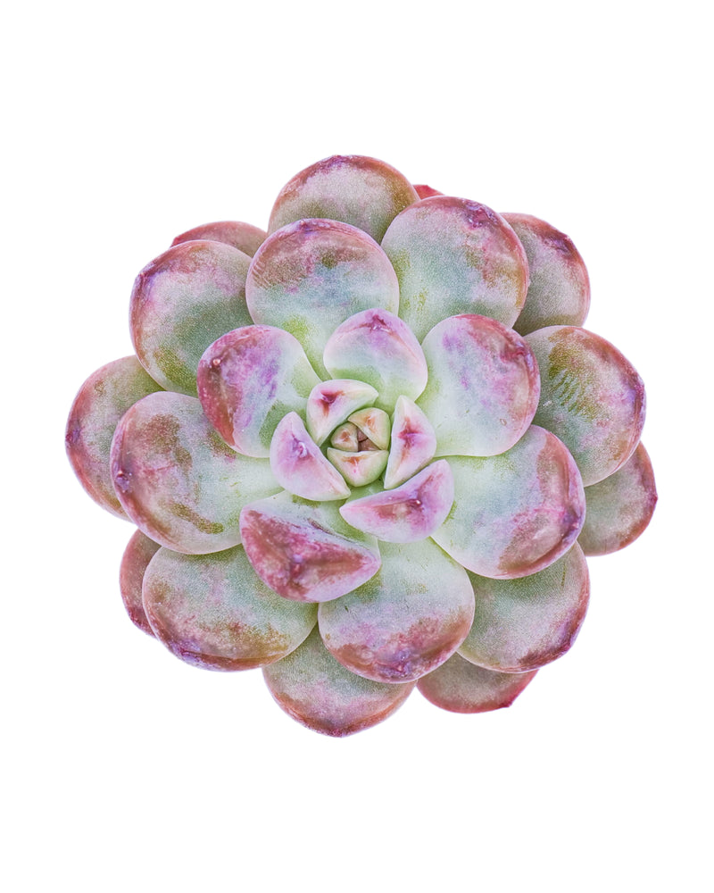 Echeveria Pink Elf