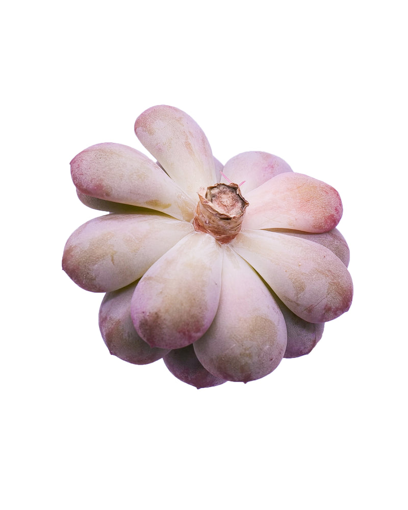 Echeveria Pink Elf