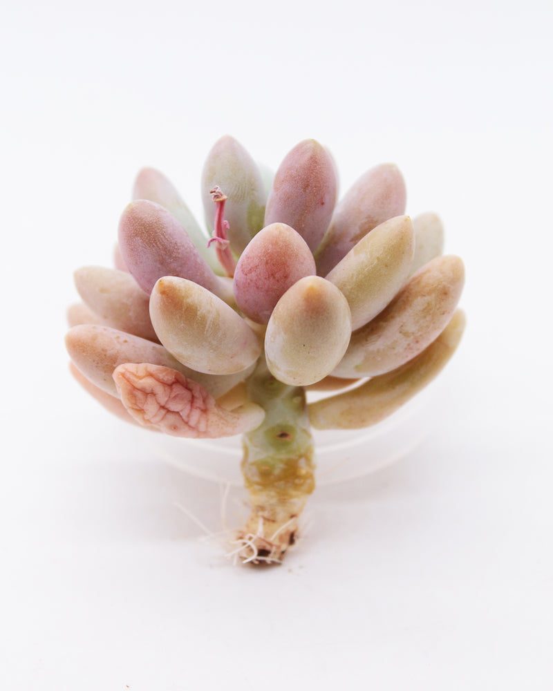 Echeveria Pink Lover