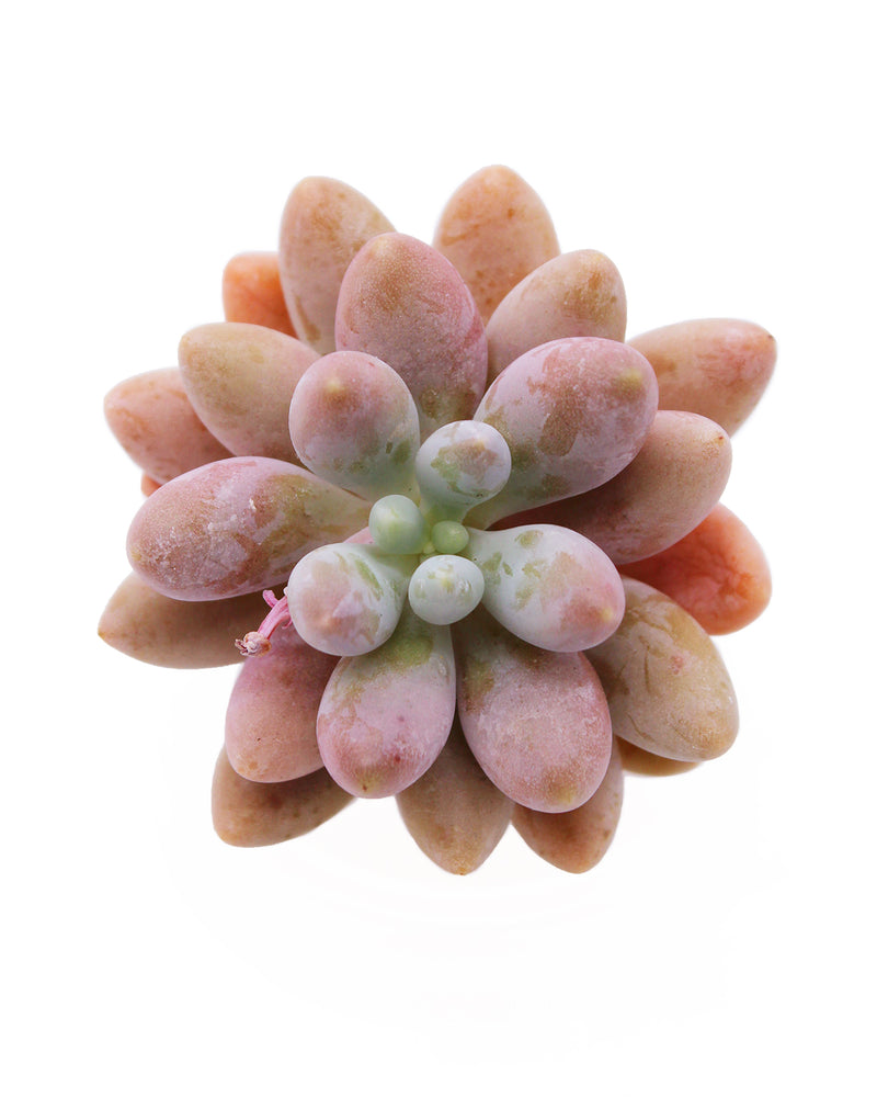 Echeveria Pink Lover