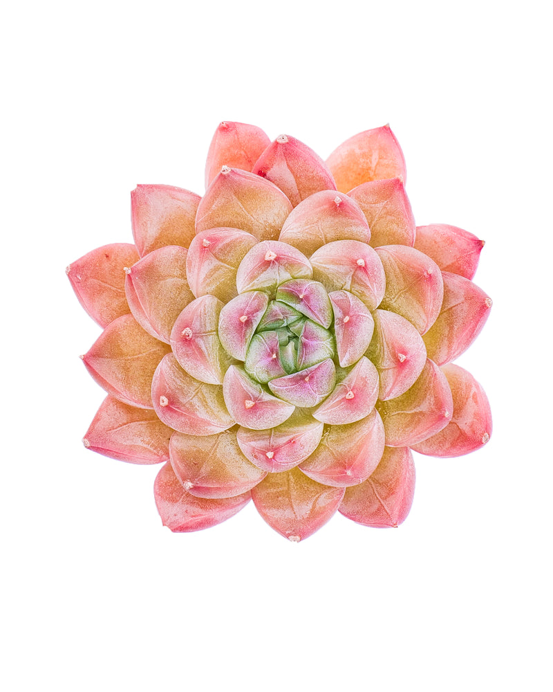 Echeveria Pink Salt