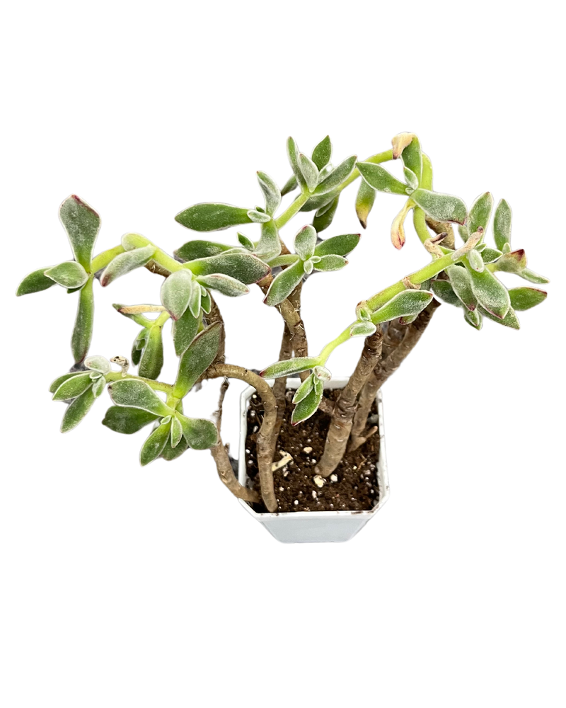 Echeveria Pulvinata Rose