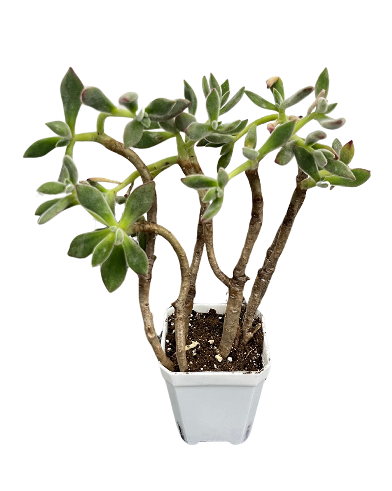 Echeveria Pulvinata Rose