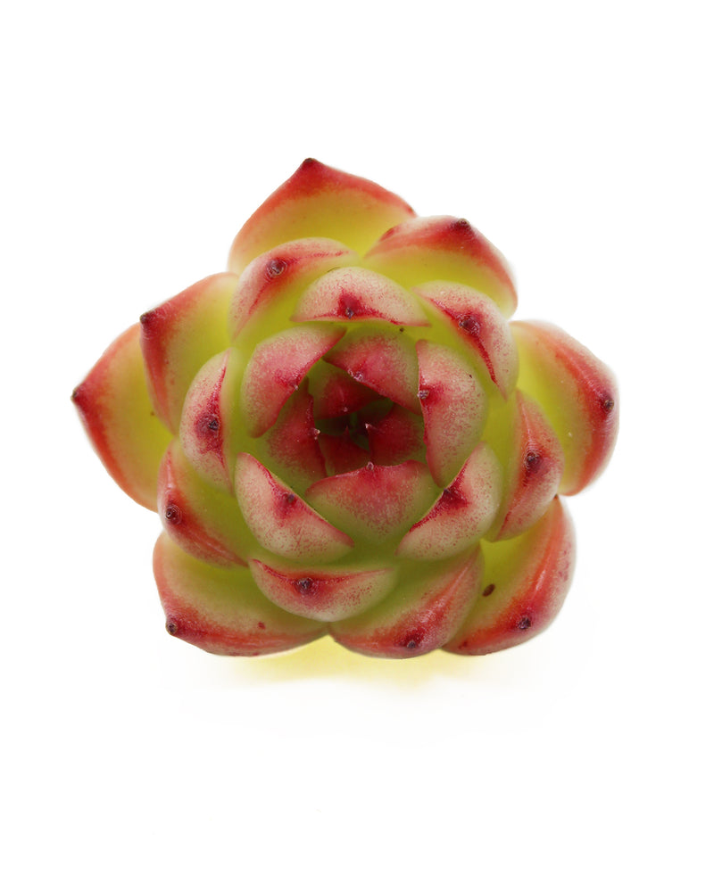 Echeveria Red Cone