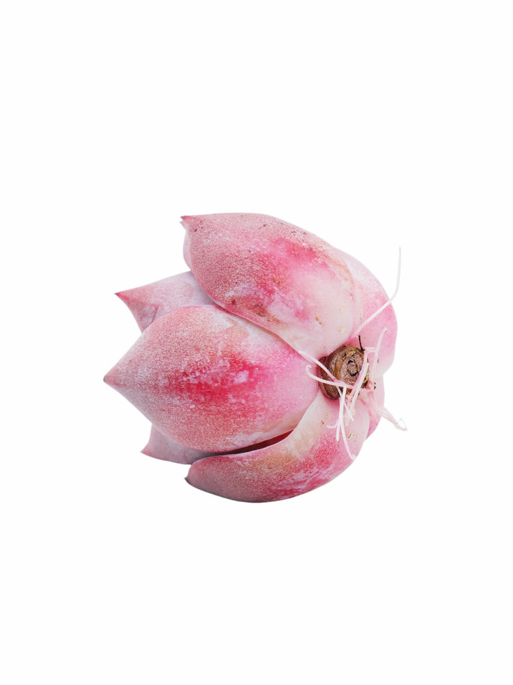 
                
                    Load image into Gallery viewer, Echeveria Red Dragon
                
            