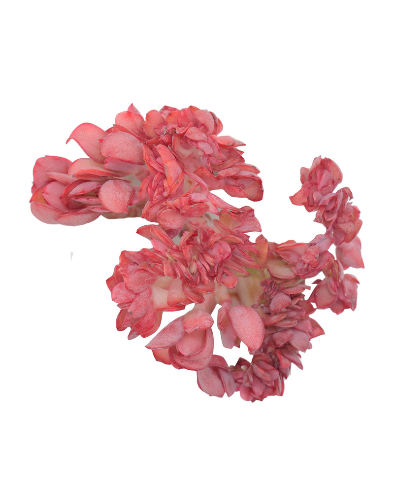 Echeveria Remunus Cristata