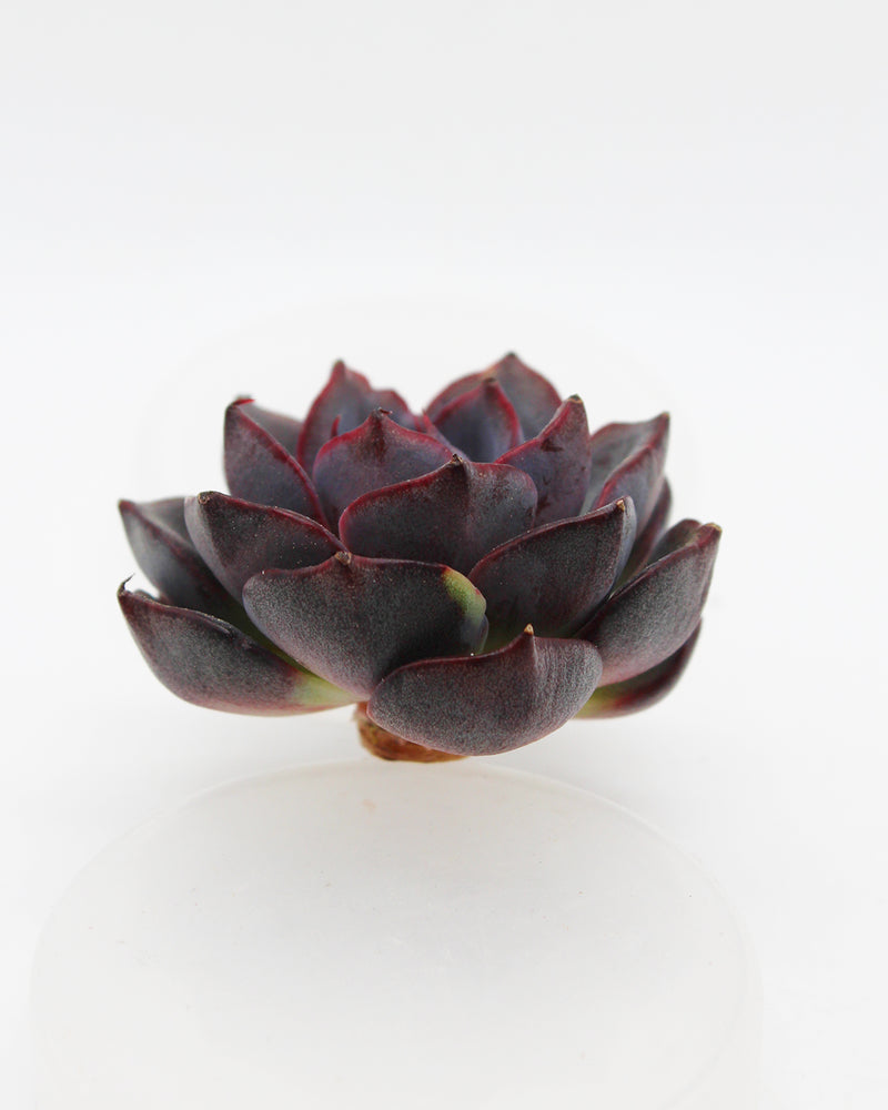 Echeveria Rose of Betrayal