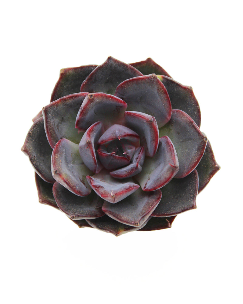 Echeveria Rose of Betrayal