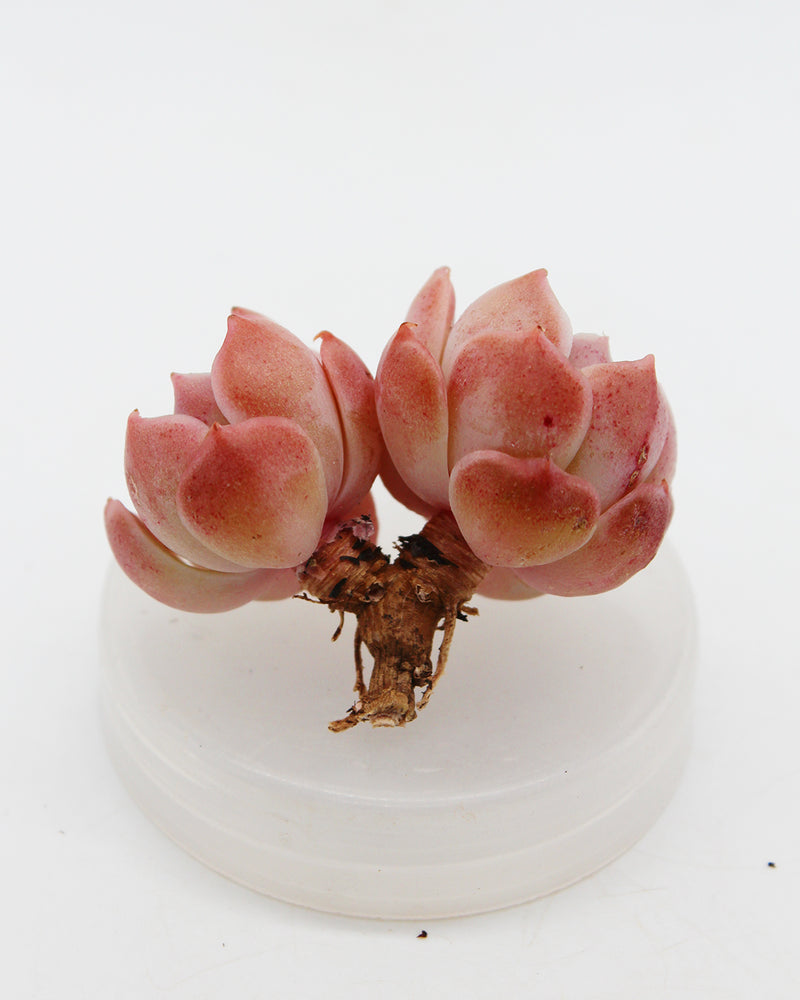 Echeveria Santarina