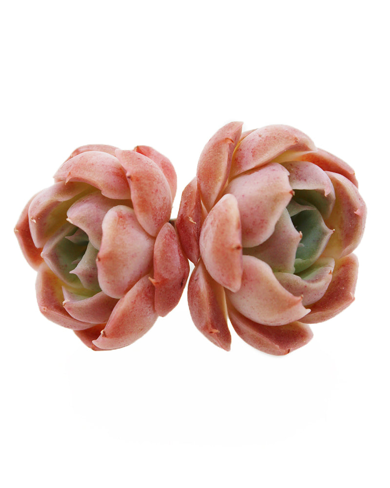 Echeveria Santarina