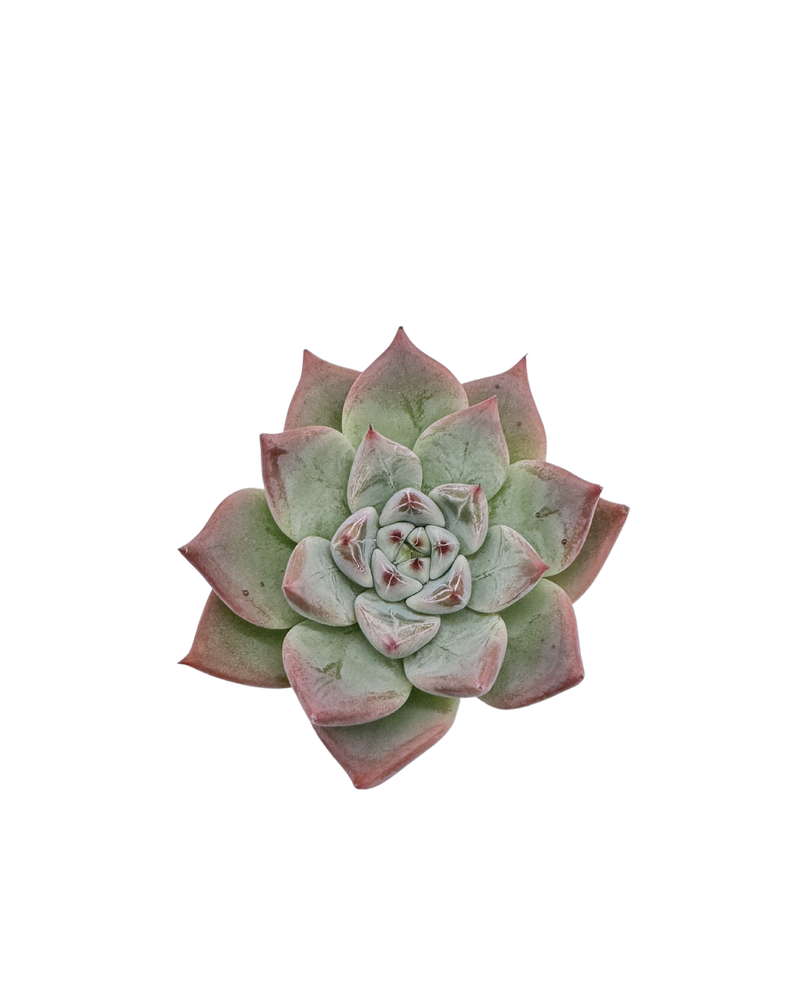 Echeveria Shakino