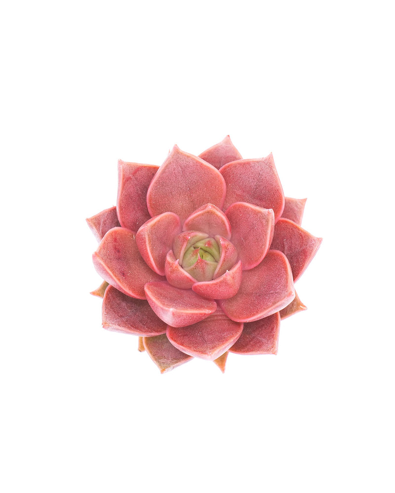 Echeveria Sinbirose