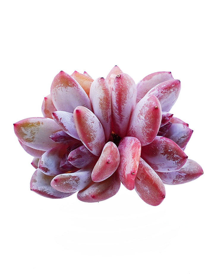 Echeveria Sugar Heart Snow Angel Pah