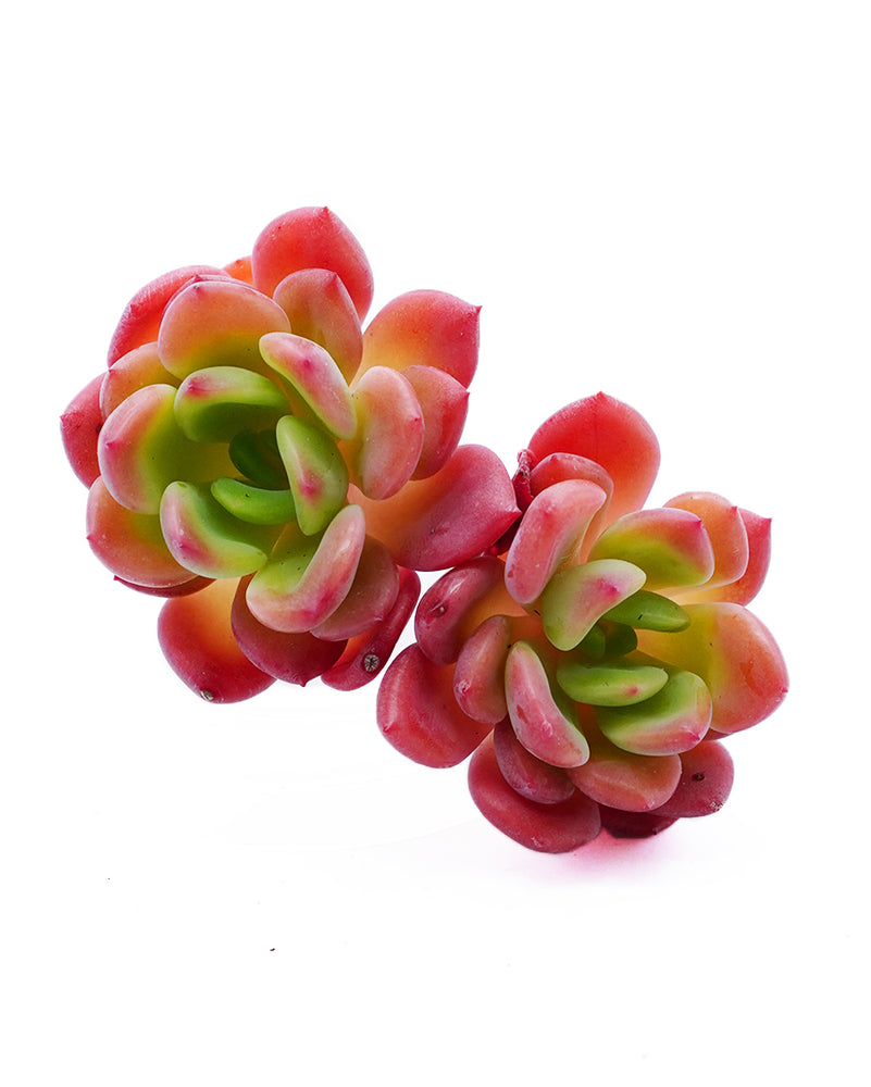 Echeveria Tetra Gem
