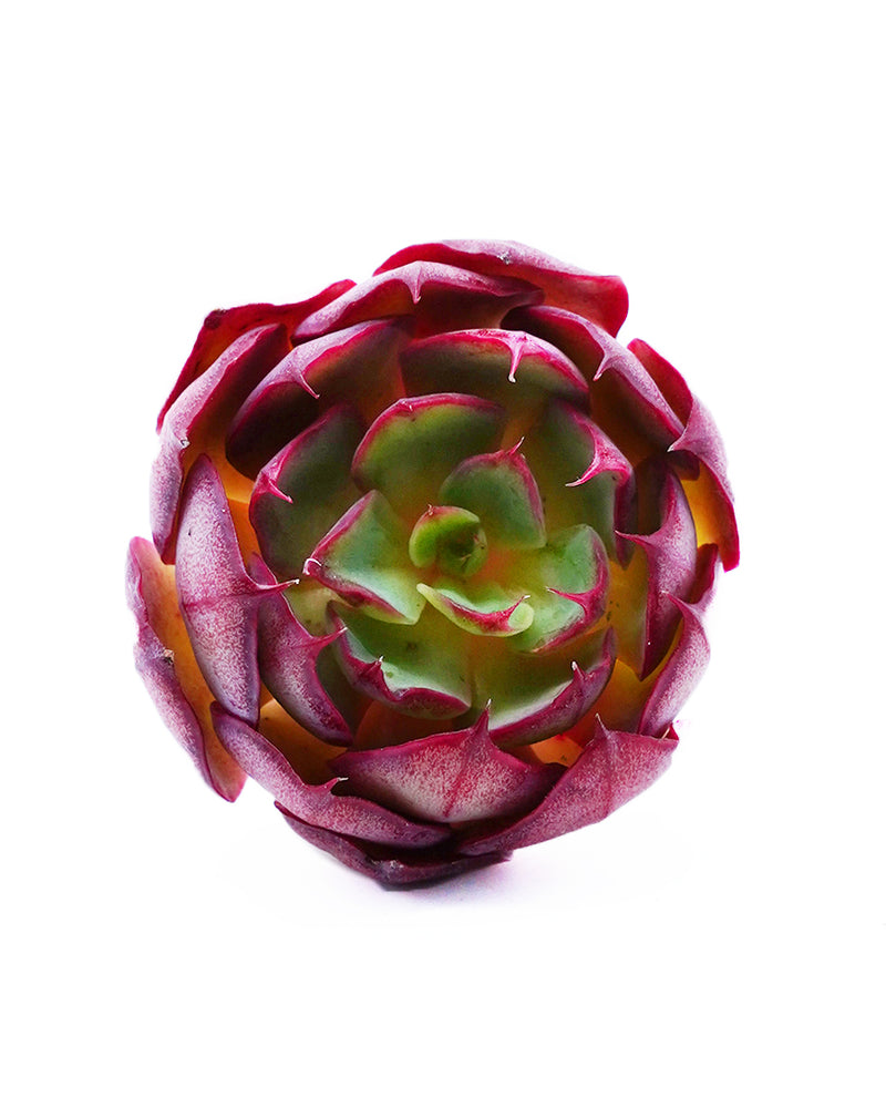 Echeveria Yangjin