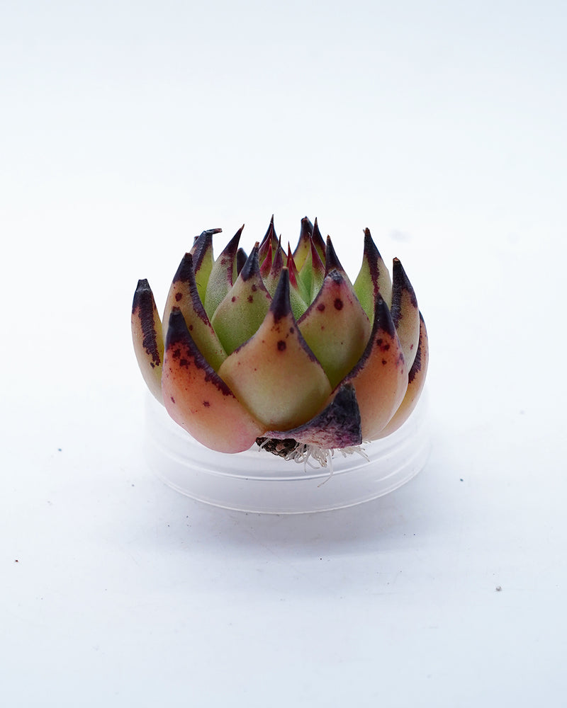 Echeveria Yellow Ebony