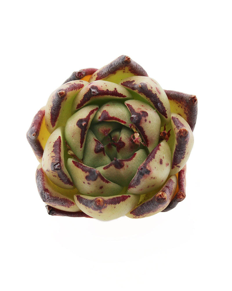 Echeveria Yellow Ebony