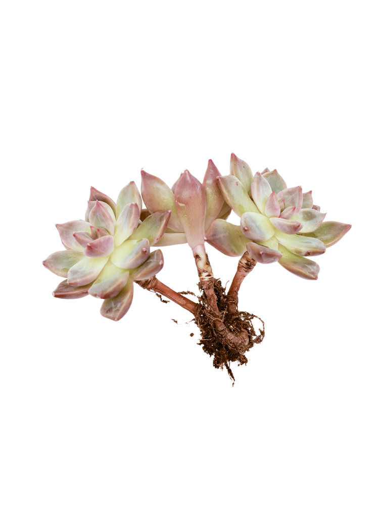 Echeveria Body Pink