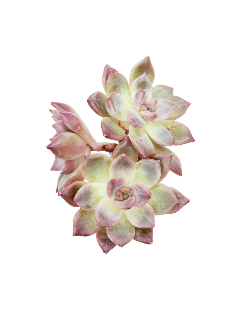 Echeveria Body Pink