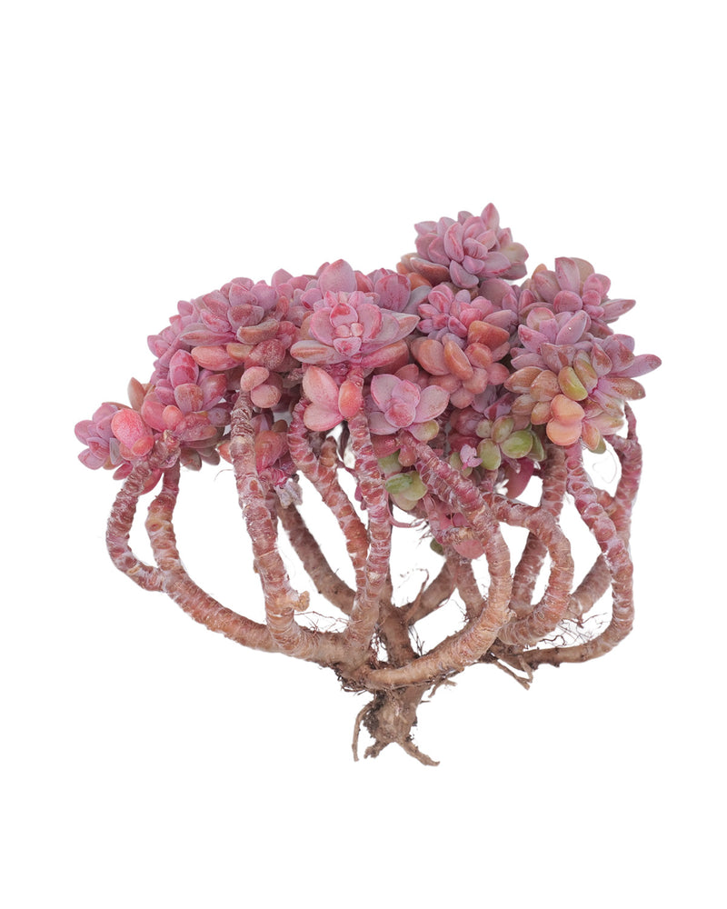 Echeveria cv Rezry