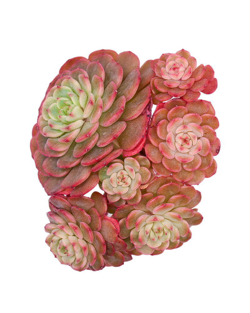 Echeveria Sugar Baby