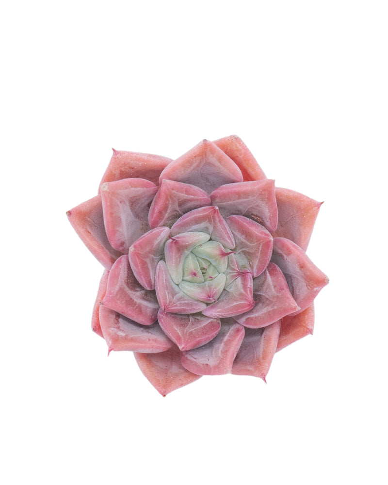 Echeveria Maestro