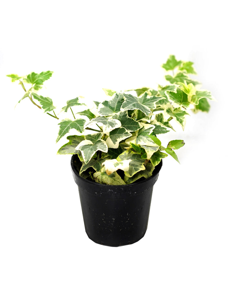 English Ivy